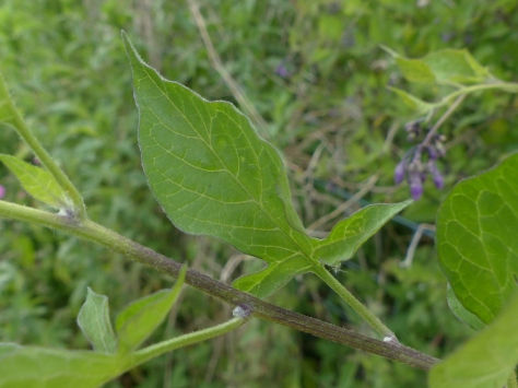 Bittersweet leaf