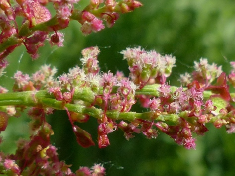 Common Sorrel female flower