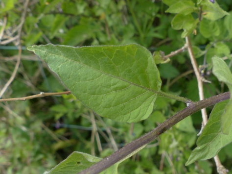 Bittersweet Leaf